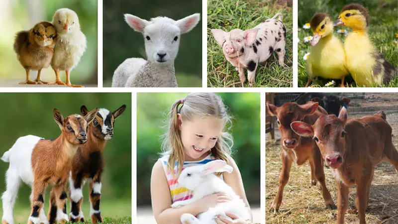 Admission to Barnyard Babies at Charmingfare Farm - Primary Image