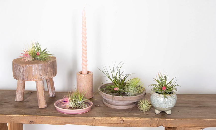 Image 1: 5 o 10 piante d'aria Tillandsia 