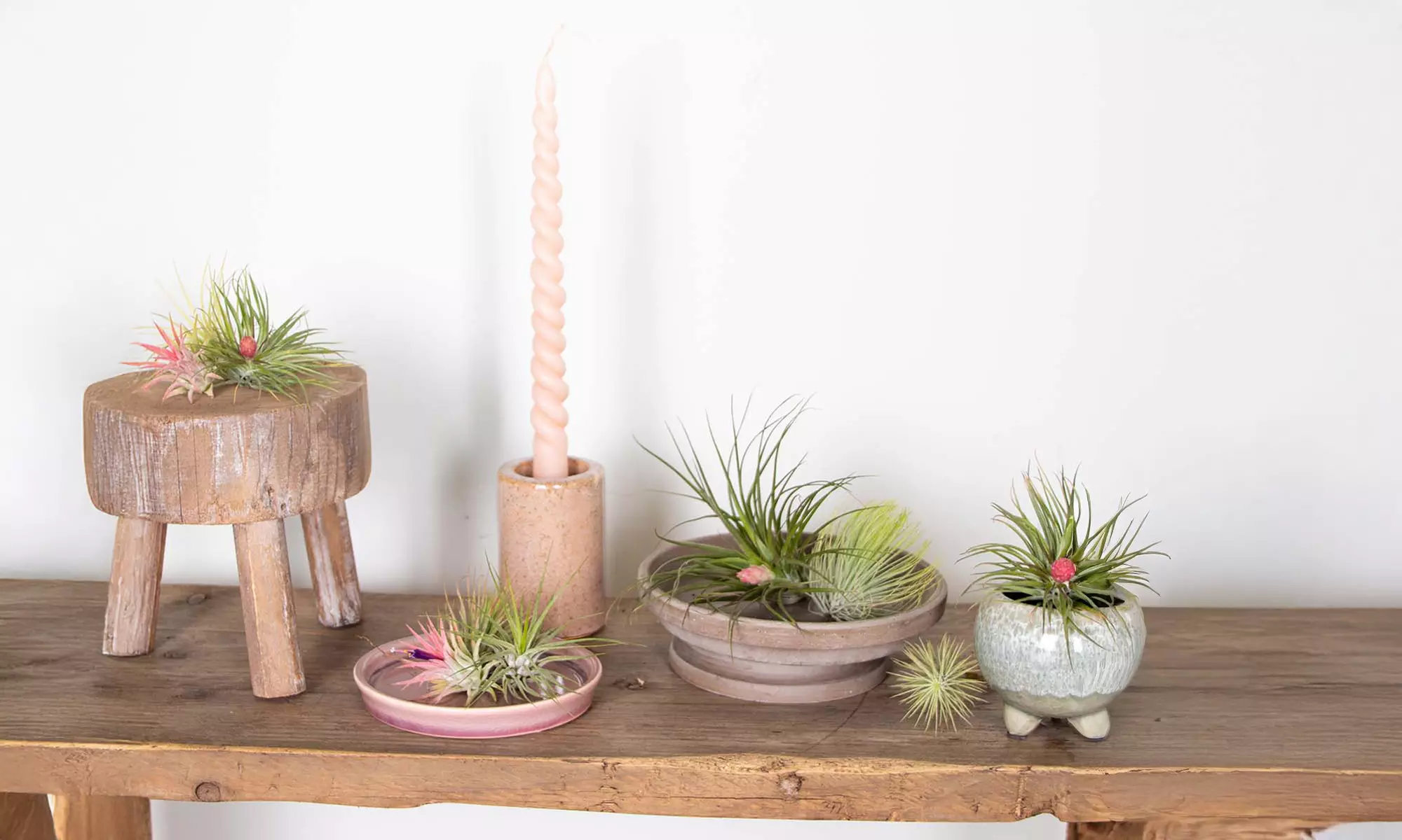 5 o 10 piante d'aria Tillandsia