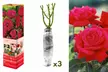 1 sur 2 ensembles de 3 roses à grandes fleurs pour l'extérieur, variété au choix - Image 5