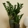 Image 1: 1 o 2 plantas Zamioculcas (planta ZZ) en maceta de tamaño a elegir