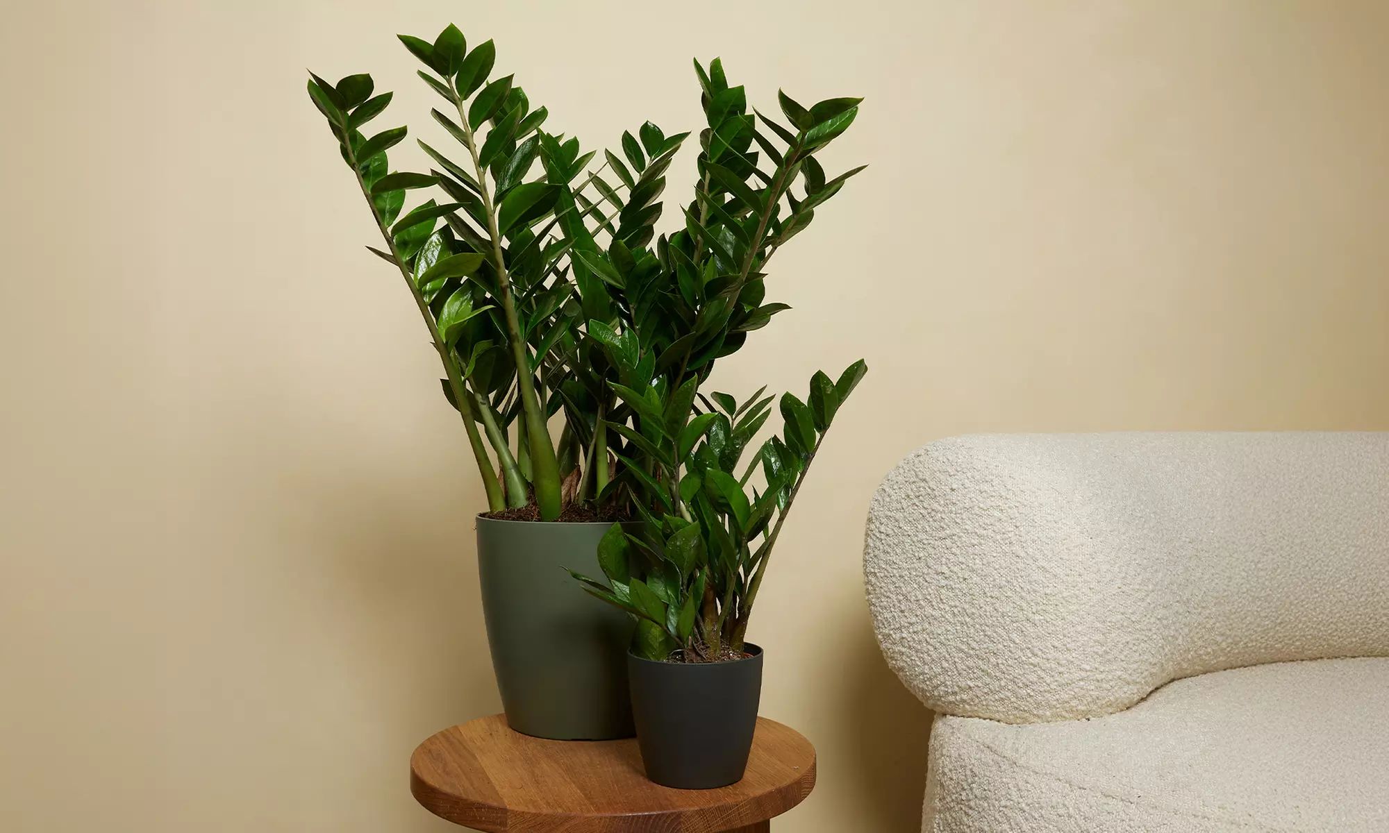 1 o 2 plantas de Zamioculcas (planta ZZ), disponible en 3 alturas (30, 60 o 90 cm) - decorativas y fáciles de cuidar - Primary Image