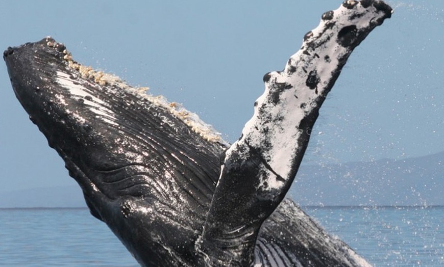 Image 6: Whale Watching at 1:00 PM – Tickets for Adults, Kids & Families