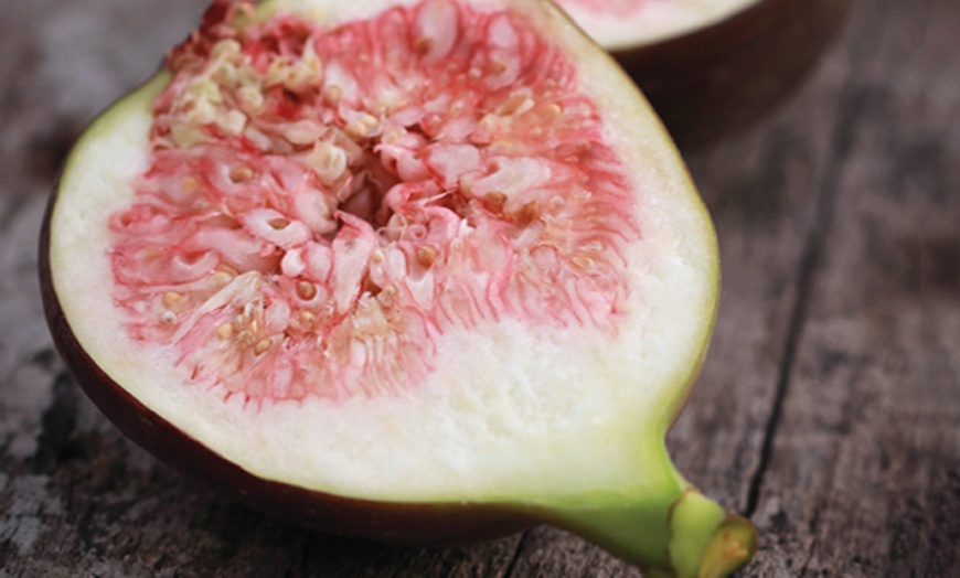 Image 5: One or Two Fig 'Brown Turkey' Potted Plants