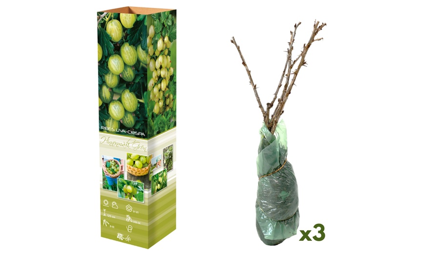 Image 3: Set di 3 o 6 piante di uva spina rossa e verde