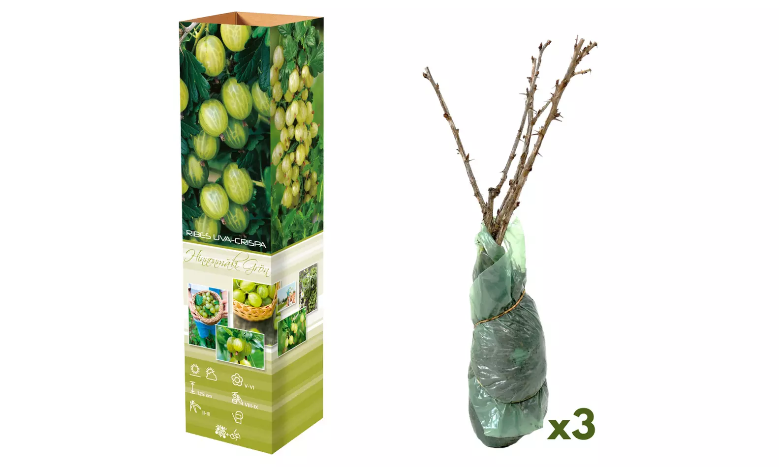 Set di 3 o 6 piante di uva spina rossa e verde