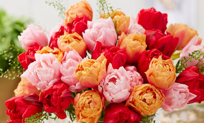 Image 2: Upto 80 Mixed Spring Flowering Tulip Collections Bulbs