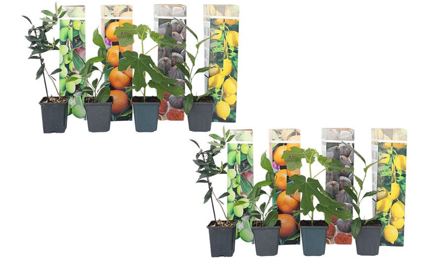Image 7: Lot de 4 ou 8 jeunes arbres fruitiers méditerranéens Rootz