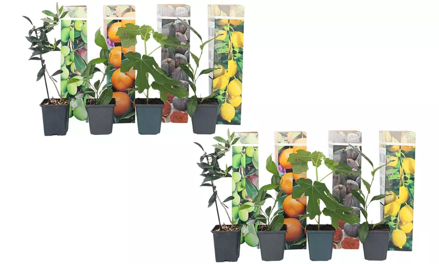 Image 7: Lot de 4 ou 8 jeunes arbres fruitiers méditerranéens Rootz