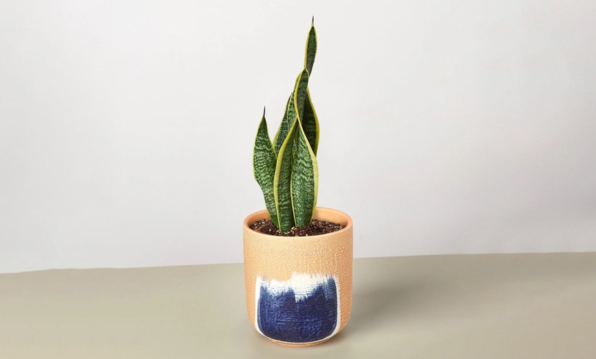 Image 17: Air Purifying Snake Plant 'Laurentii' from House Plant Shop with Free Shipping (Up to 15% Off)