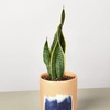 Image 17: Snake Plant 'Laurentii' in 3", 4", and 6" Sizes with Free Shipping (Up to 15% Off)