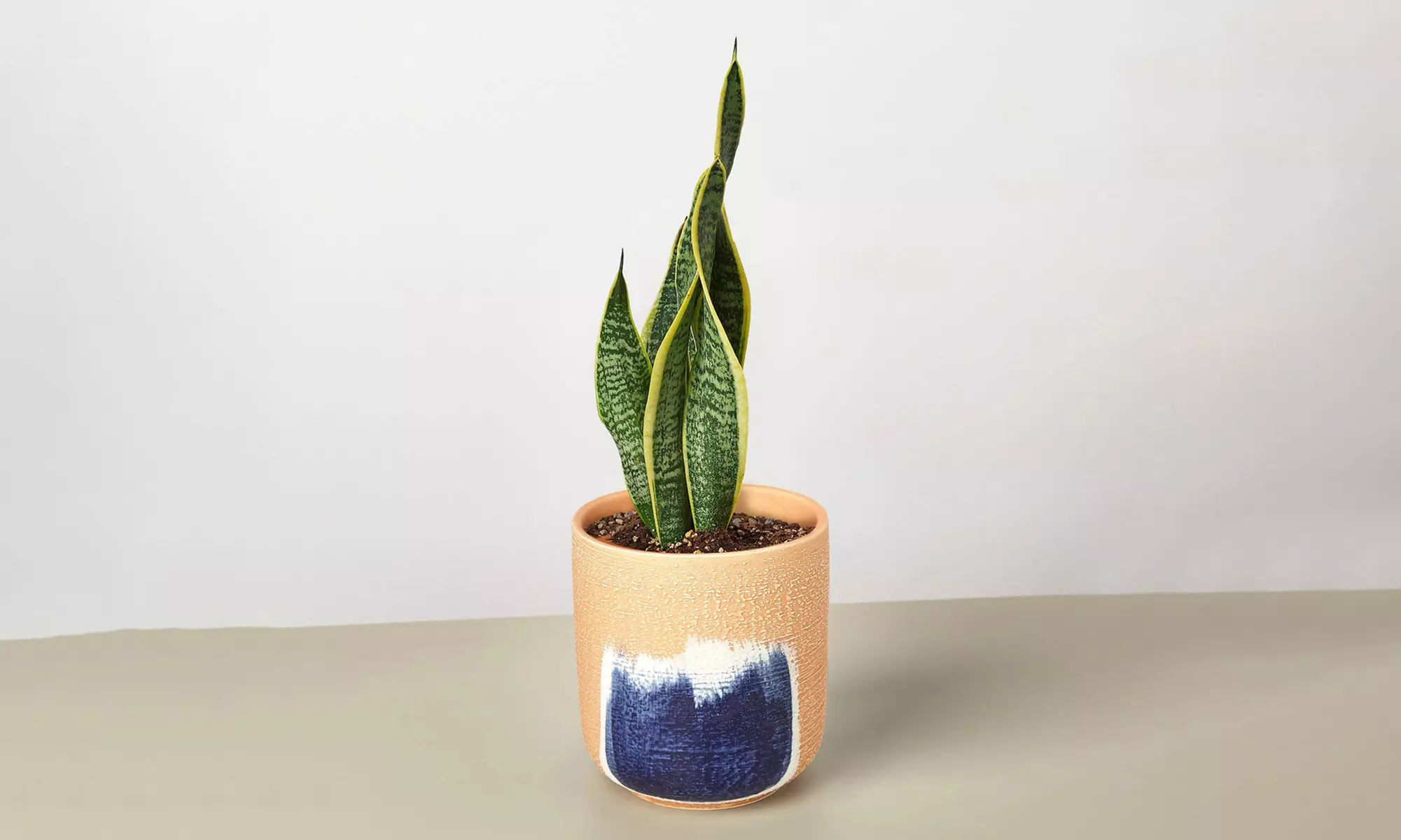 Air Purifying Snake Plant 'Laurentii' from House Plant Shop with Free Shipping (Up to 15% Off)