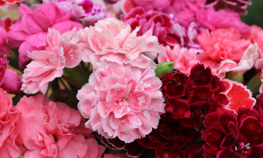 Image 3: Pink Premium Dianthus Collection
