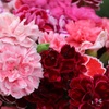 Image 3: Pink Premium Dianthus Collection