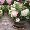Image 9: Hydrangea 'Vanilla Fraise' - Up to 3 Potted Plants