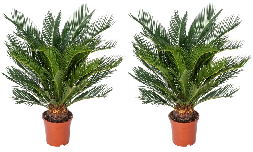 Image 3: 1 ou 2 Cycas du Japon "Cycas revoluta" de Gardenzo