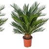 Image 3: 1 ou 2 Cycas du Japon "Cycas revoluta" de Gardenzo
