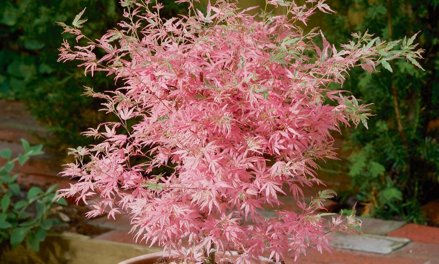 Image 4: YouGarden Acer Palmatum 'Taylor' Tree with Variegated Leaves