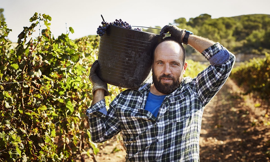 Image 4: Jusqu'à 79% de remise sur Dégustation de 12 vins du monde