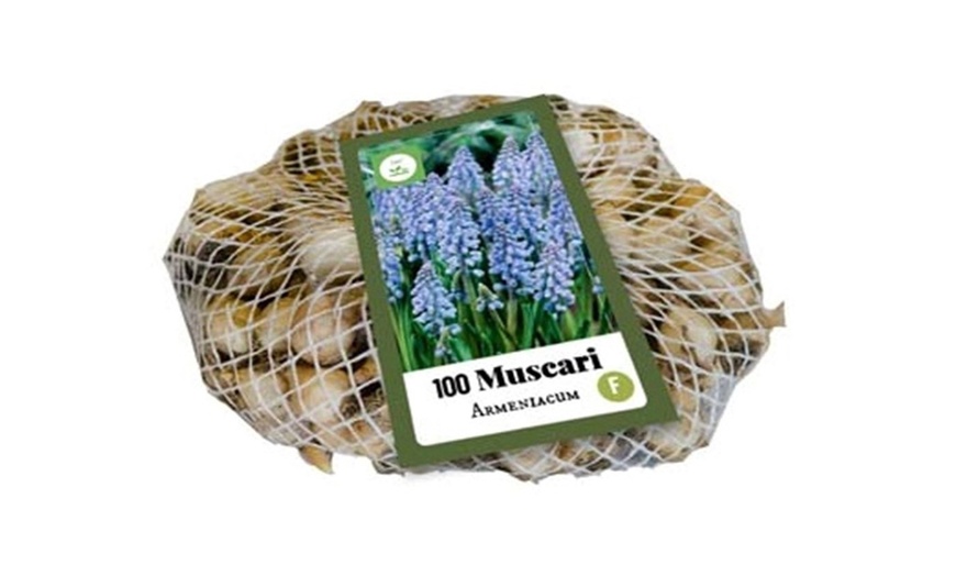 Image 4: Muscari d'Arménie