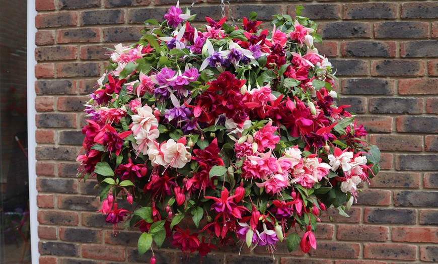 Image 1: Jumbo Fuchsia Mixed Pre-Planted Basket