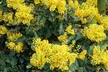Six Hardy Evergreen Shrubs for £29.99 With Free Delivery (Up to 63% Off) - Image 6