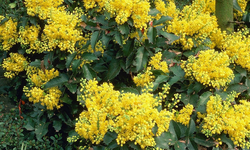 Image 7: Hardy Evergreen Shrub Collection