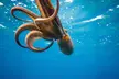 Delve into Scuba Diving with Mannys Diving Adventures offering Discover Scuba Diving Deluxe (Up to 31% Off) - Second Medium