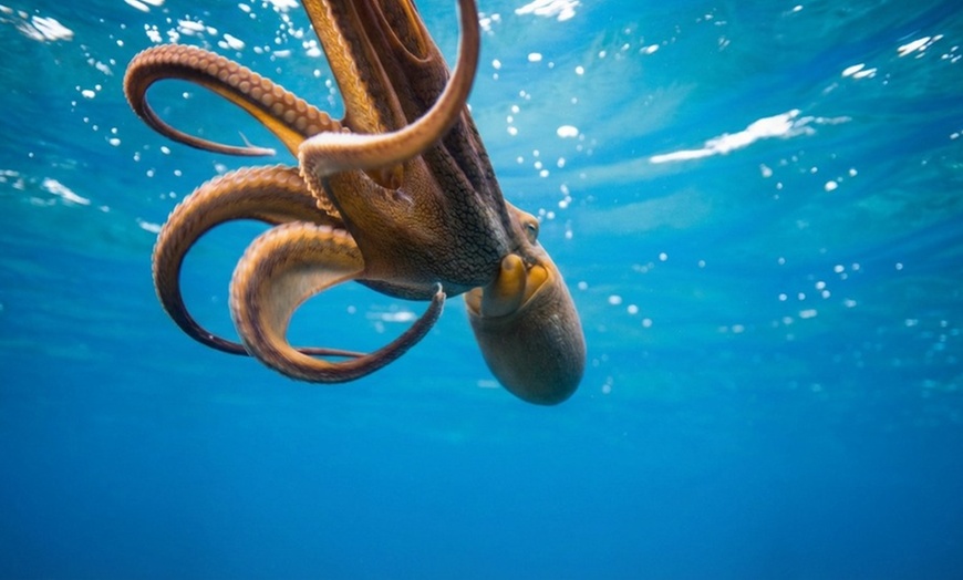Image 7: Deluxe Scuba Diving or PADI Open Water Certification for 2 or 3 Days