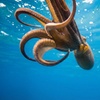 Image 7: Deluxe Scuba Diving or PADI Open Water Certification for 2 or 3 Days