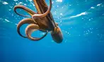 Deluxe Scuba Diving or PADI Open Water Certification for 2 or 3 Days