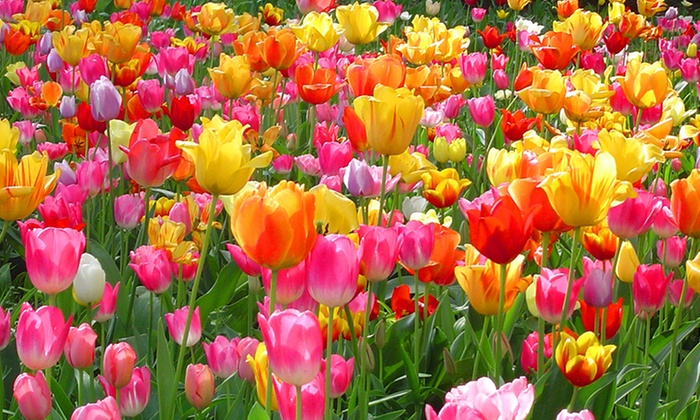 Rainbow Mixed Tulip Bulbs Direct from Holland (50 Bulbs) | Groupon