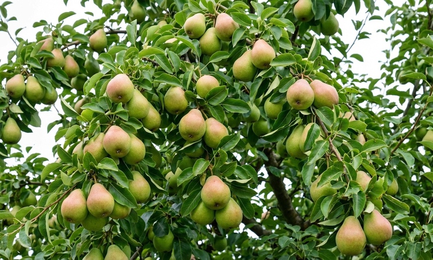 Image 6: 2 arbres fruitiers colonnes gain de place