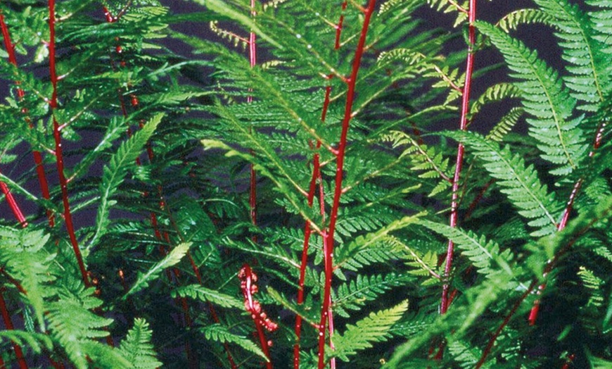 Image 5: Mixed Hardy Fern Collection 9cm
