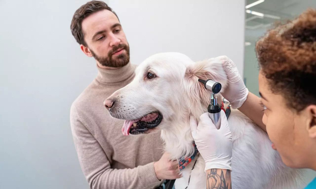 Dog & Cat Medical Check-Up, Annual Vaccination & Wellness Packages