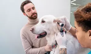 Dog & Cat Medical Check-Up, Annual Vaccination & Wellness Packages @Cute Cat Veterinary Clinic Dubai(Upto51%Off)