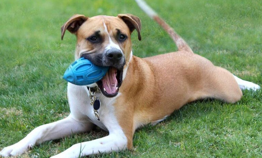 Image 9: Puppy Chew Ball Toy: 1 Pc - Blue or Orange