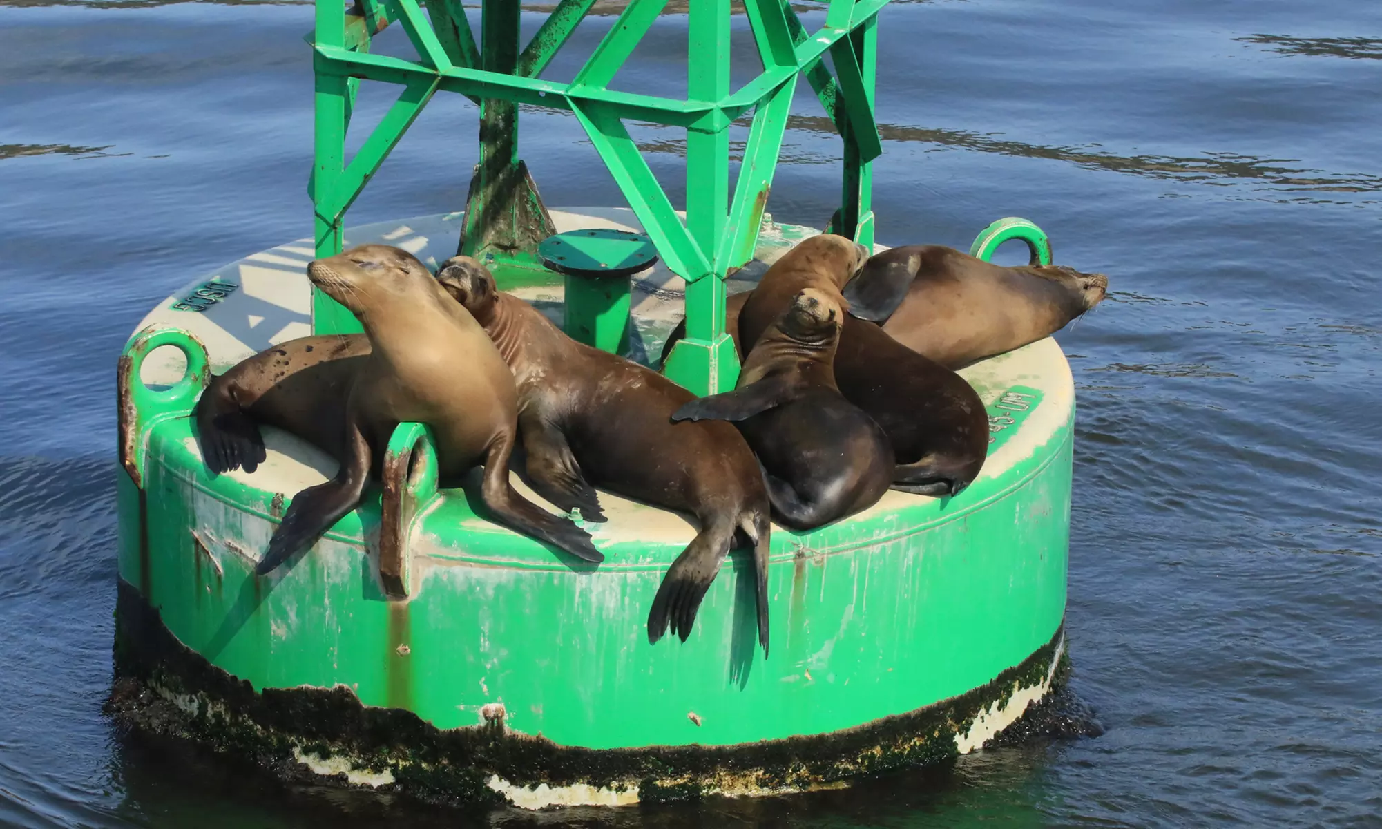 Luxury San Diego Whale Watching Tour