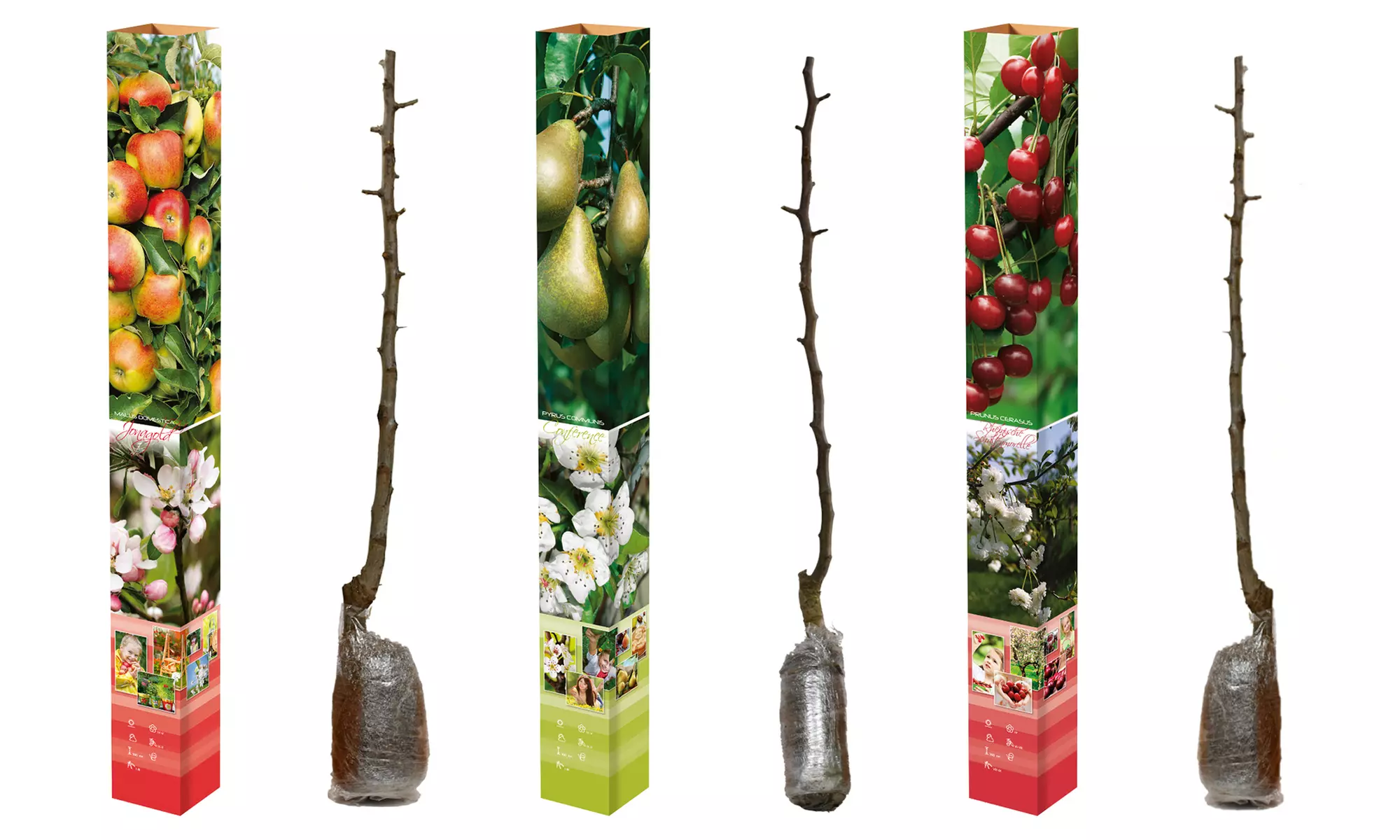 3x, 5x oder 10x Obstbaum-Mix mit Apfel, Birne, Sauerkirsche, Pflaume und Pfirsich - Primary Image
