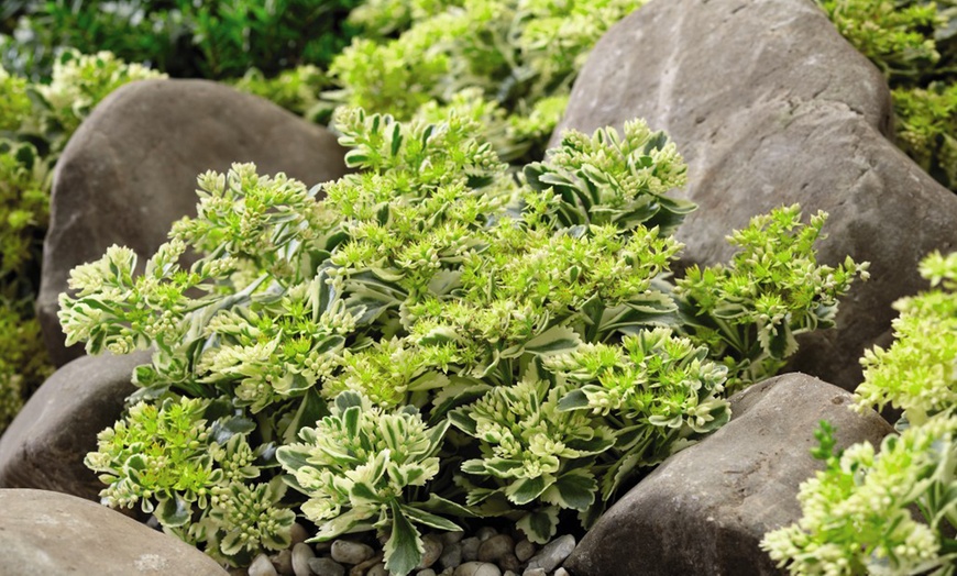 Image 5: Sedum Atlantis Plant