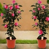 Image 16: 1 ou 2 arbustes de camélia du Japon XL de Gardenzo