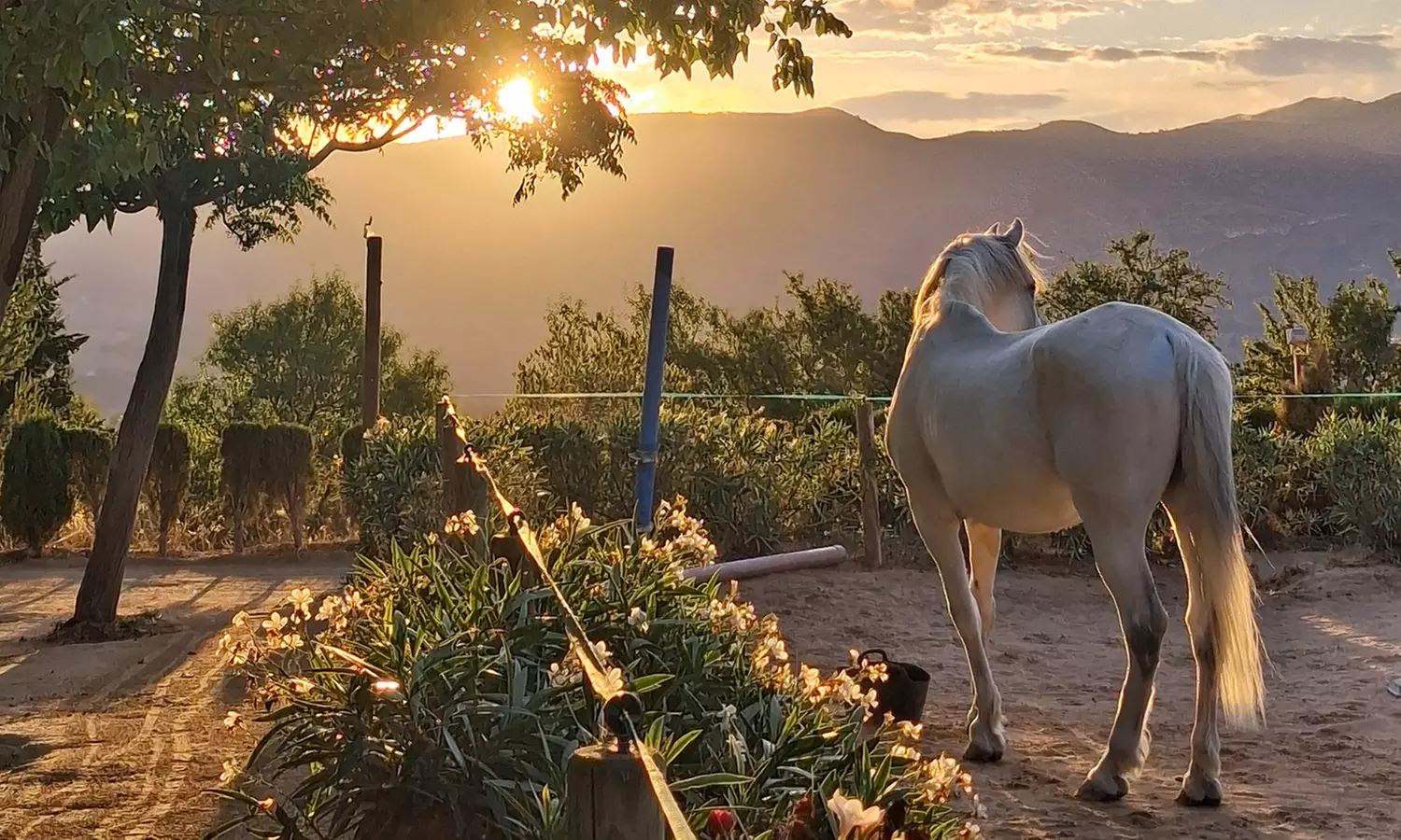50% de dto. en Equitación - Actividad recreativa en MAIGMO