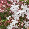 Image 5: One, Two or Three White or Pink Star Jasmine