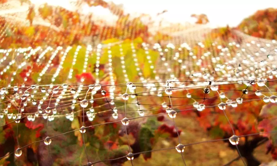 Visita a bodega de 1 hora y media con cata de vino para 2 o 4 personas