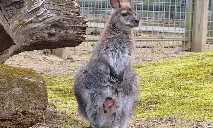 Zoo Visit for Two, Four, or Six at The Zoo in Forest Park and Education Center (Up to 50% Off) - Second Medium