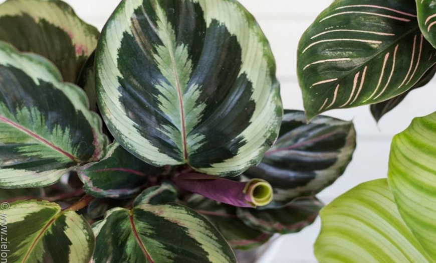 Image 2: Calathea Marion "plante vivante"