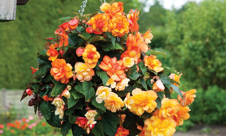 Image 2: Begonia Garden Ready Plants - 15 or 30 Plants