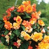 Image 2: Begonia Garden Ready Plants - 15 or 30 Plants