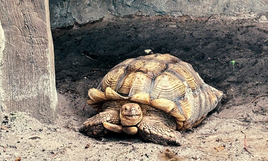 Image 2: Experience Fun: Admission and Become a Zoo Keeper  