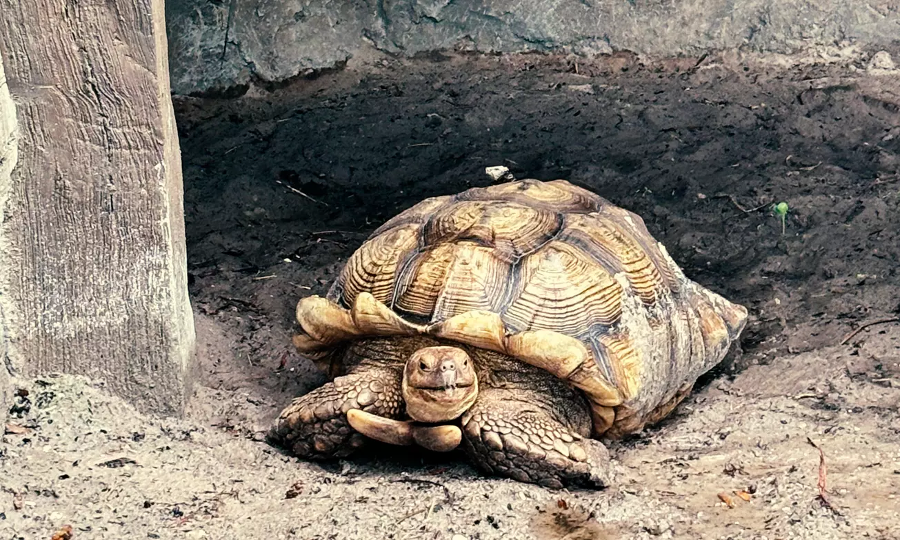 What to expect media